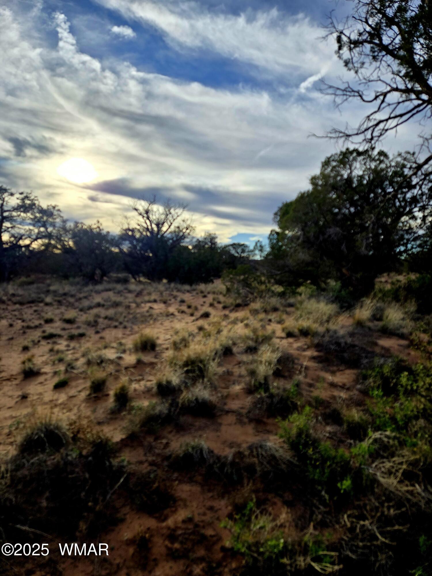 4360-4366 East Pinto Road Snowflake, AZ 85937 - Photo 3 of 9 Juniper trees