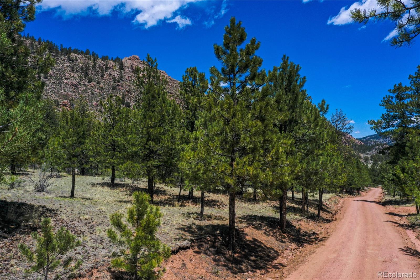 437 Langnis Road Guffey, CO 80820 - Photo 32 of 33 a view of a tree in a yard