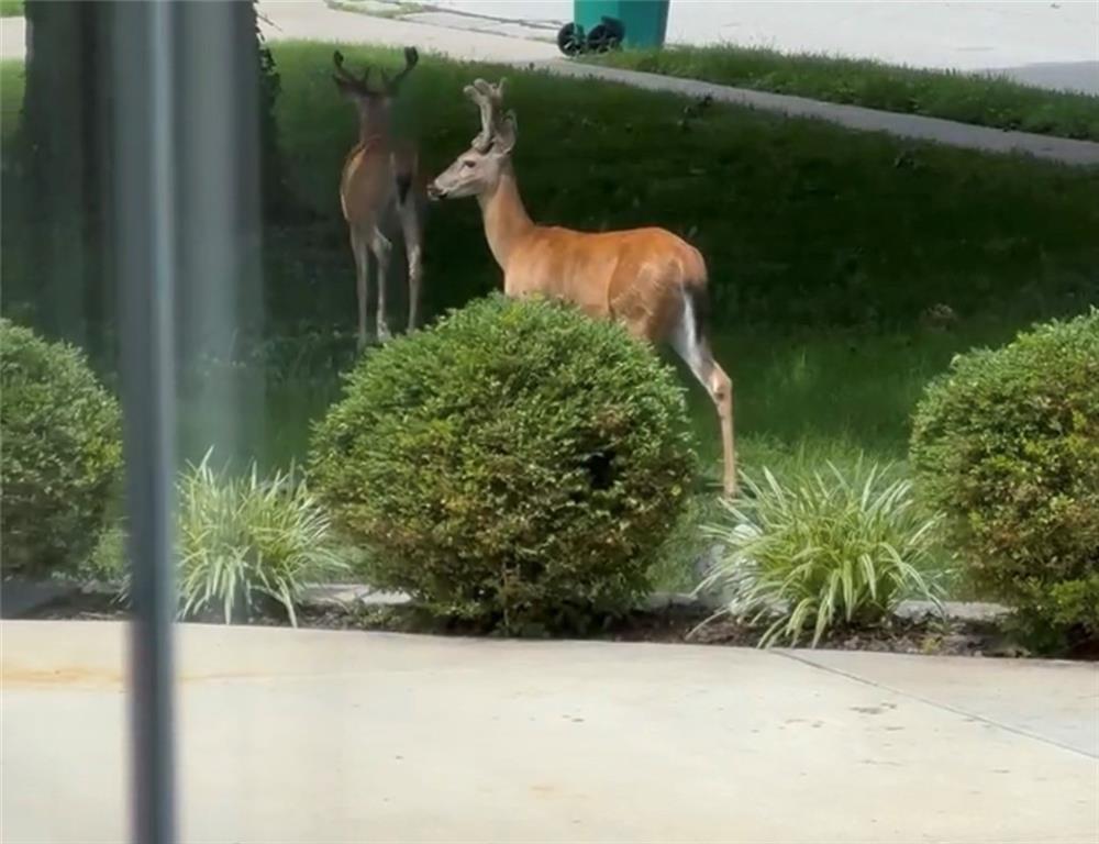 6036 Goodman Street Merriam, KS 66202 - Photo 6 of 8