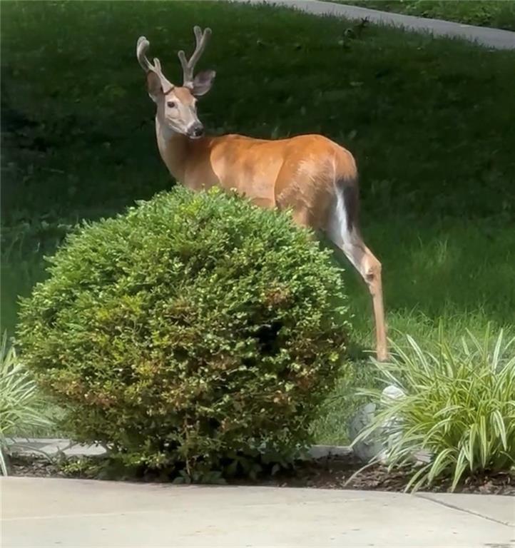 6036 Goodman Street Merriam, KS 66202 - Photo 7 of 8