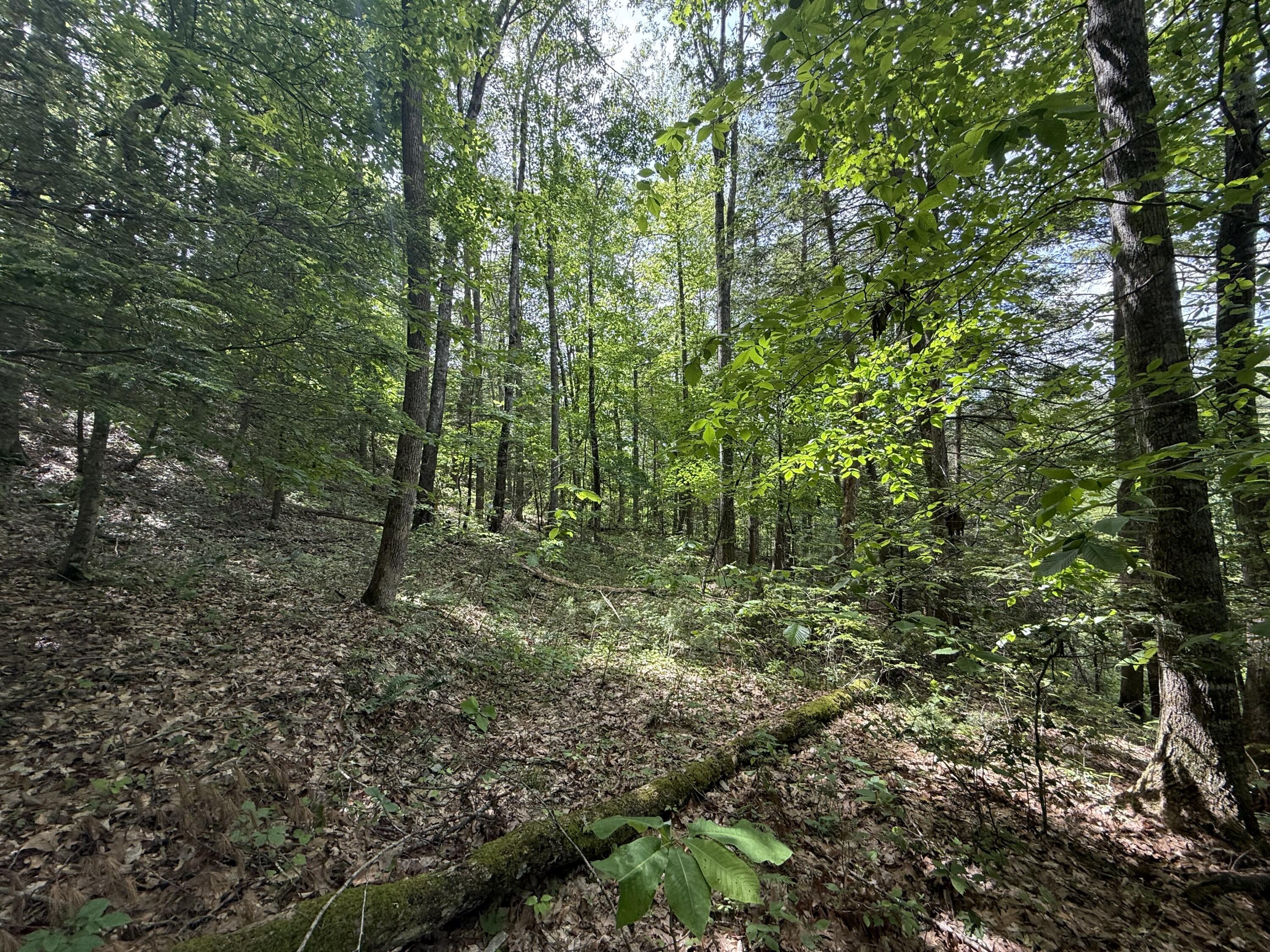 342 Dewey Banks Road Campton, KY 41301 - Photo 11 of 64 011 I_m liking this National Forest kind
