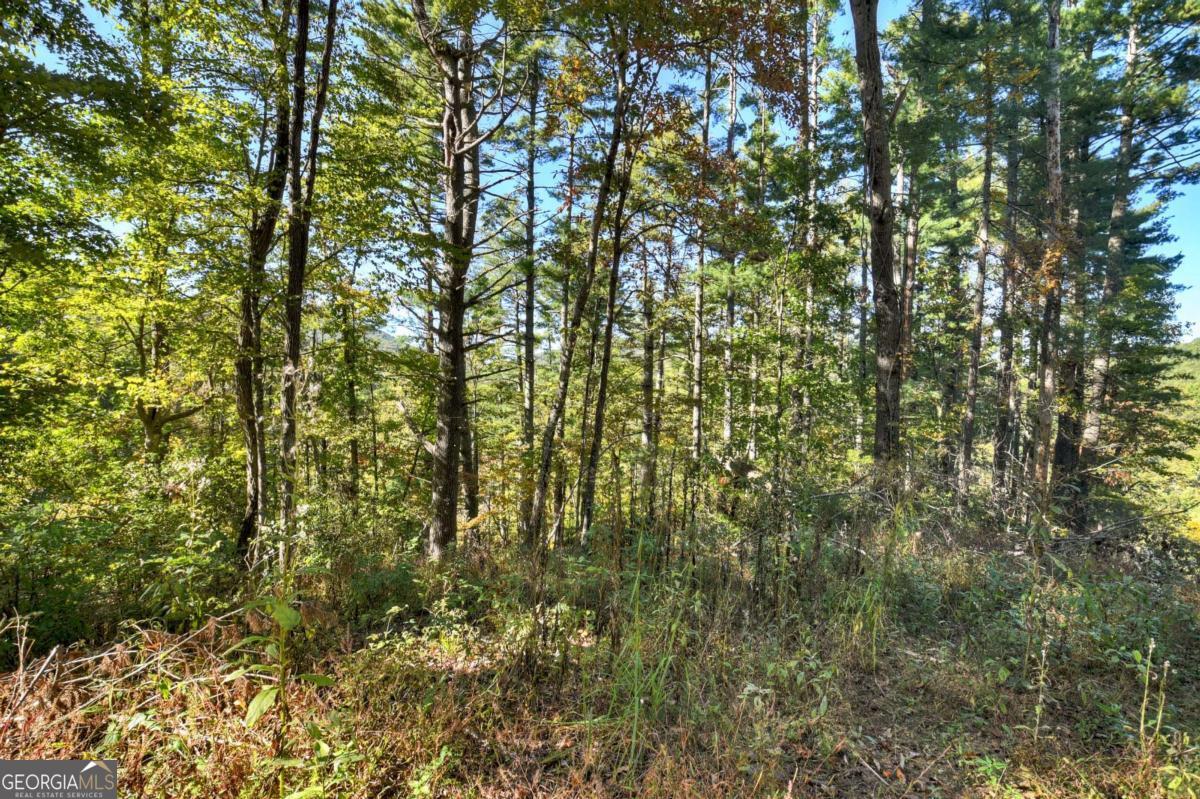 1.9-ac Bell Cp Rdg Road Blue Ridge, GA 30513 - Photo 13 of 16 a view of a yard