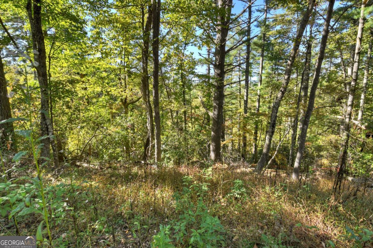 1.9-ac Bell Cp Rdg Road Blue Ridge, GA 30513 - Photo 5 of 16 a close up of a tree