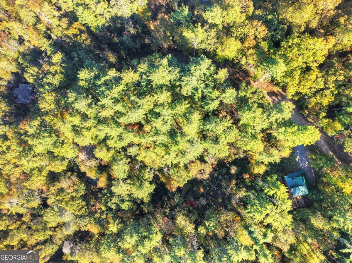 1.9-ac Bell Cp Rdg Road Blue Ridge, GA 30513 - Photo 8 of 16 a view of a tree