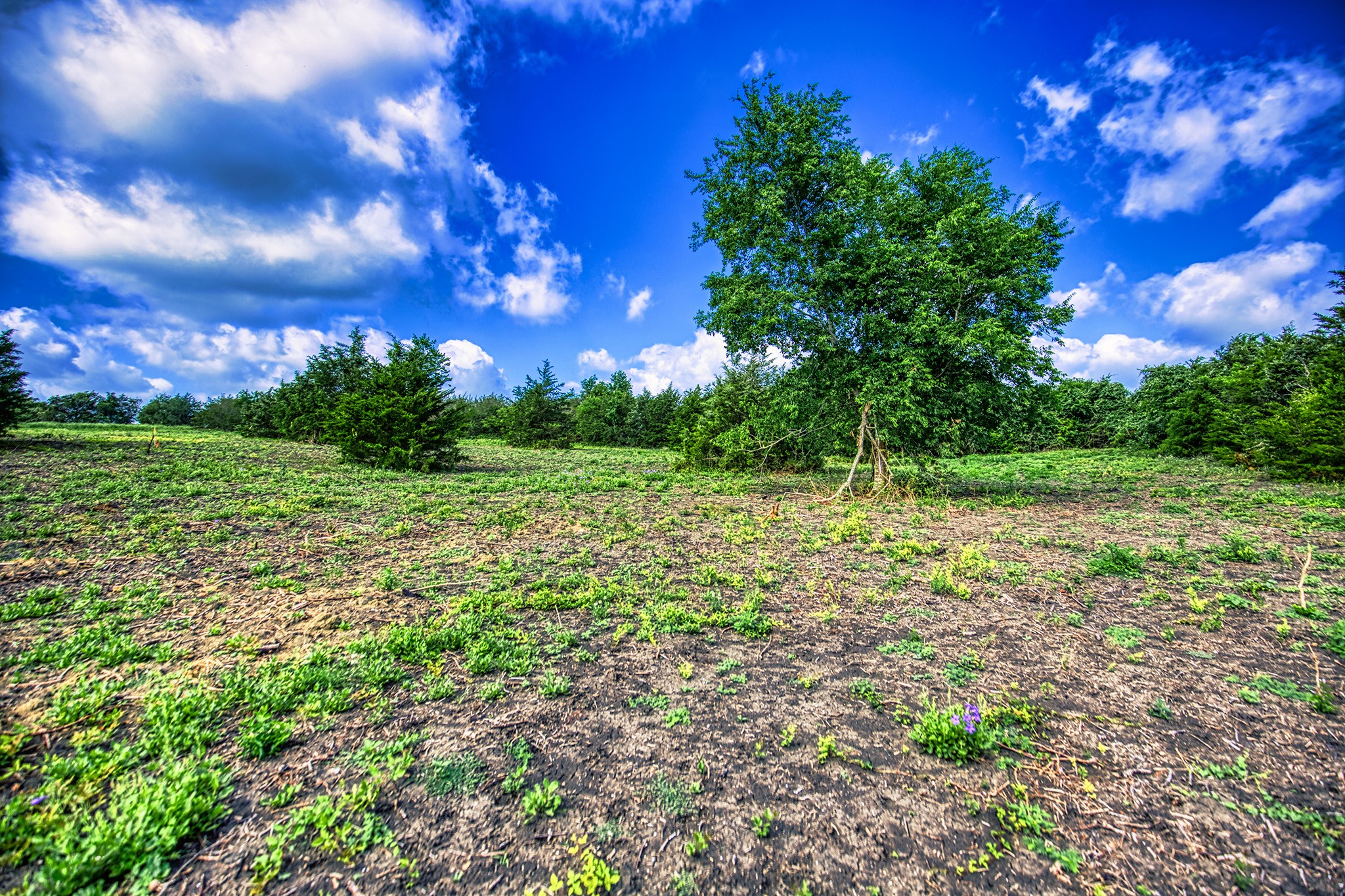 Lot 1 Wonder Hill Road Chappell Hill, TX 77426 - Photo 6 of 16 a view of a garden