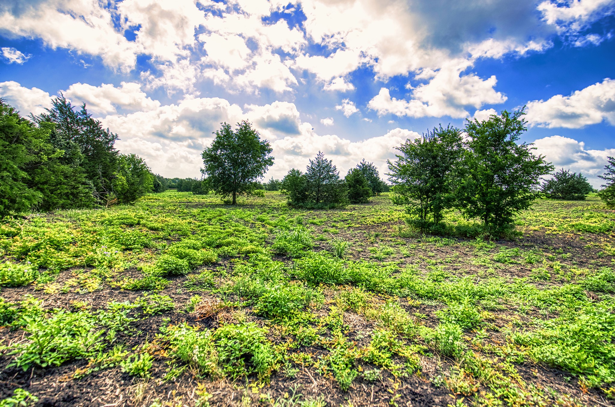 Lot 1 Wonder Hill Road Chappell Hill, TX 77426 - Photo 7 of 16 a backyard of a house with lots of green space