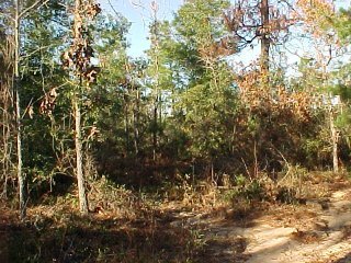 4.5-ac Deer Springs Road Crestview, FL 32539 - Photo 1 of 1 Gallery Image 1