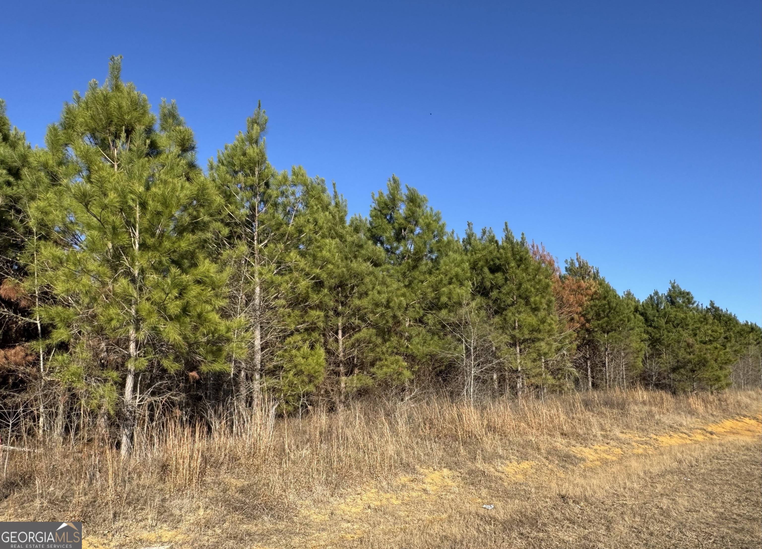 Lot 1 A Whitfield Road Elko, GA 31025 - Photo 3 of 5