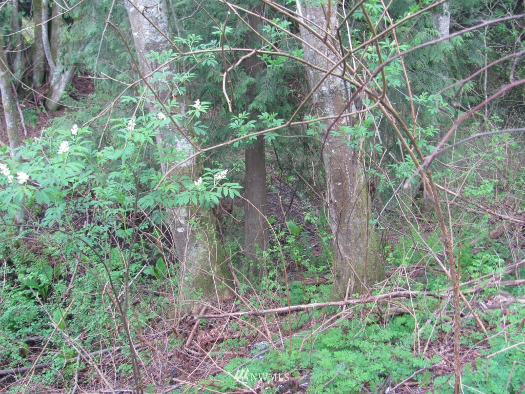3903 Hoier Road Blaine, WA 98230 - Photo 5 of 5