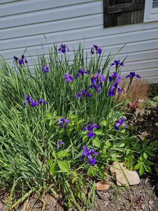 1618 Quaker Church Road Bedford, VA 24523 - Photo 50 of 50 a view of a potted flower in a yard