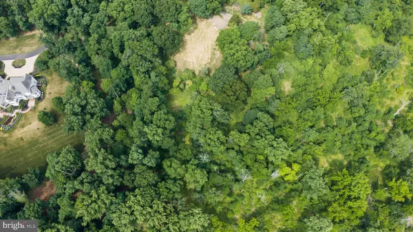 a view of a forest with a tree