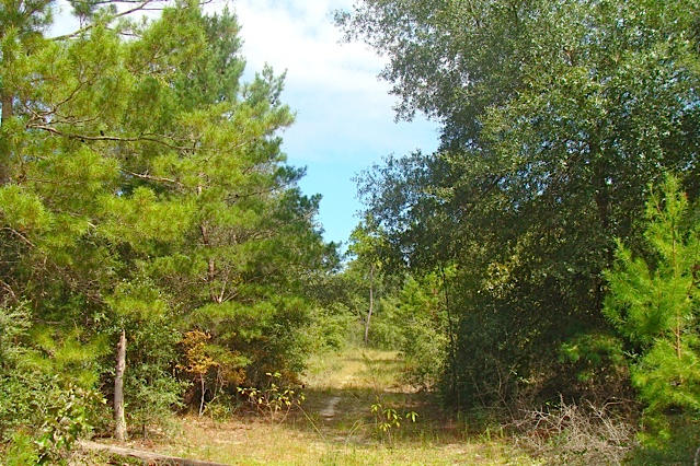 10.8-ac Joe Anderson Road DeFuniak Springs, FL 32433 - Photo 5 of 17 10.8 Acres