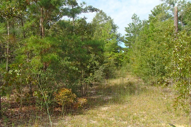 10.8-ac Joe Anderson Road DeFuniak Springs, FL 32433 - Photo 9 of 17 10.8 Acres