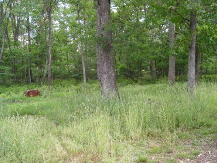 1559 Bush Road Cresco, PA 18326 - Photo 9 of 9 a view of lush green forest
