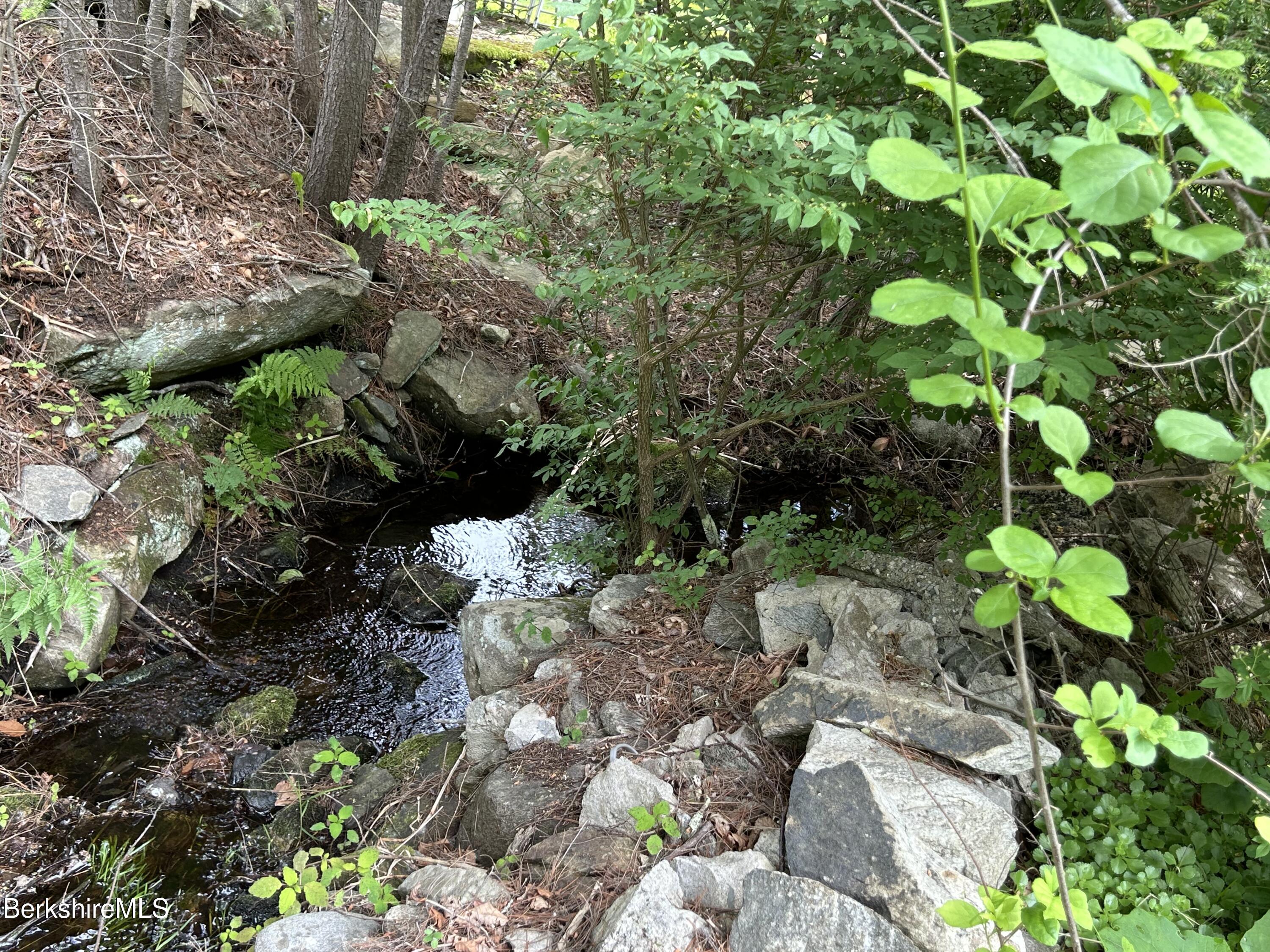 369 Pine Road Otis, MA 01029 - Photo 12 of 12 a plant with lots of trees