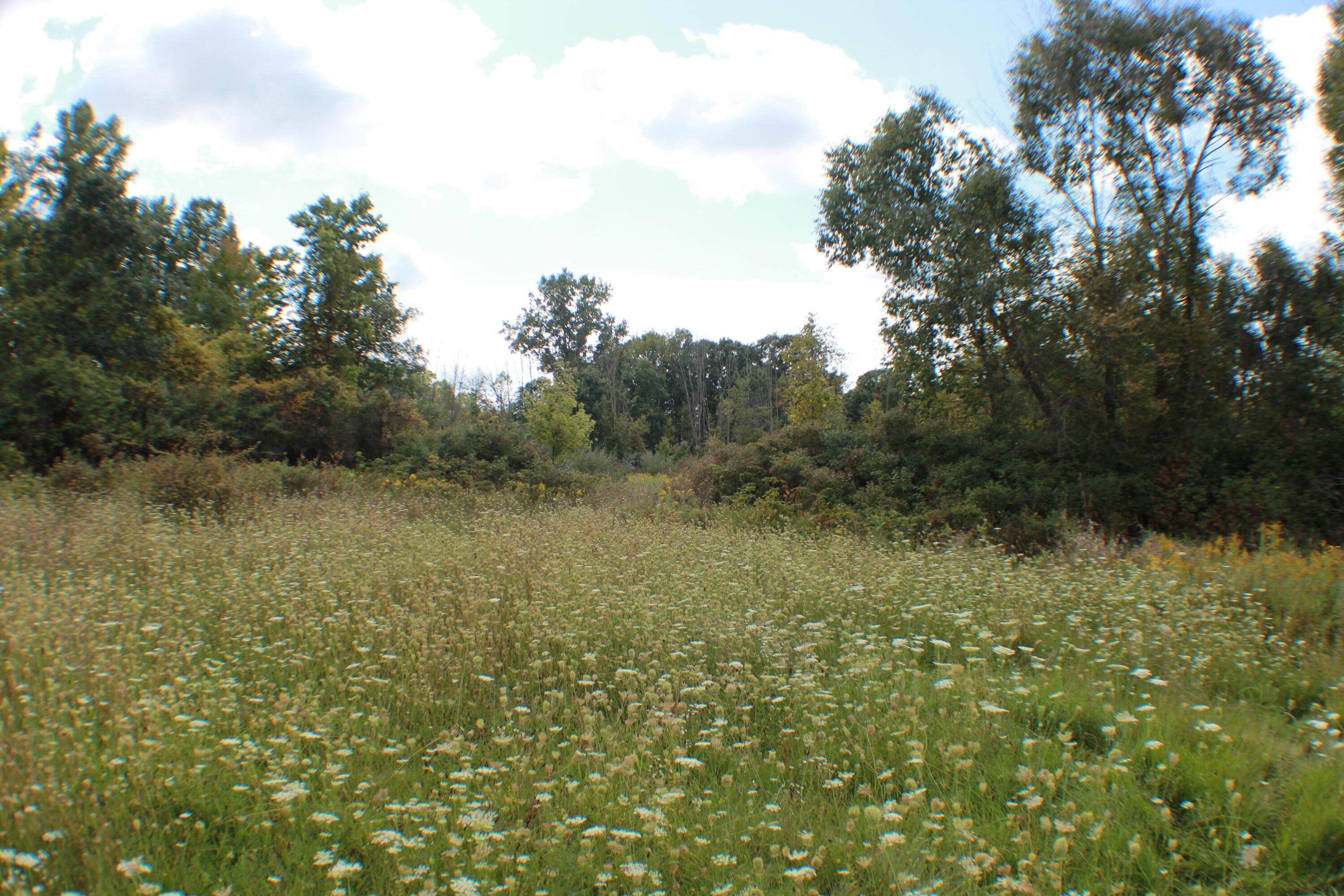 954 East Wilson Road St. Johns, MI 48879 - Photo 20 of 33 IMG_2629