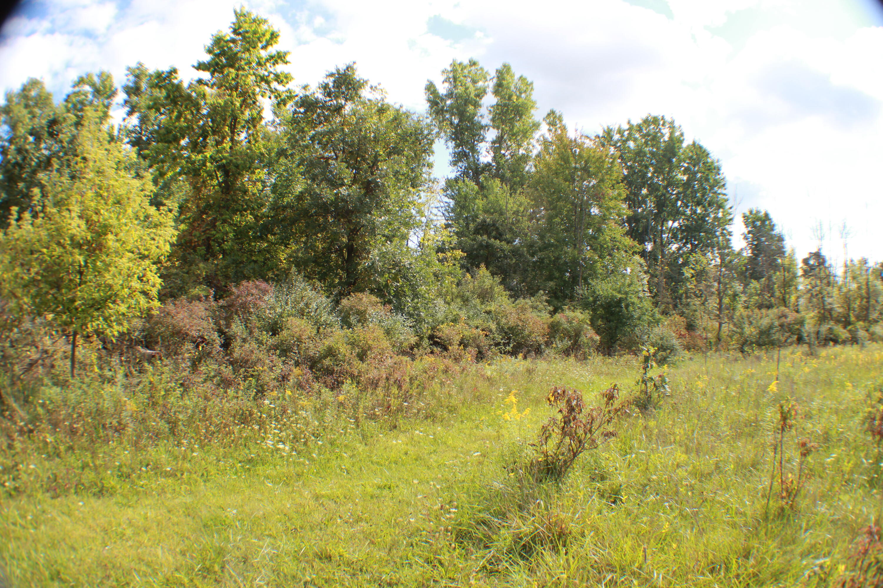 954 East Wilson Road St. Johns, MI 48879 - Photo 21 of 33 IMG_2631