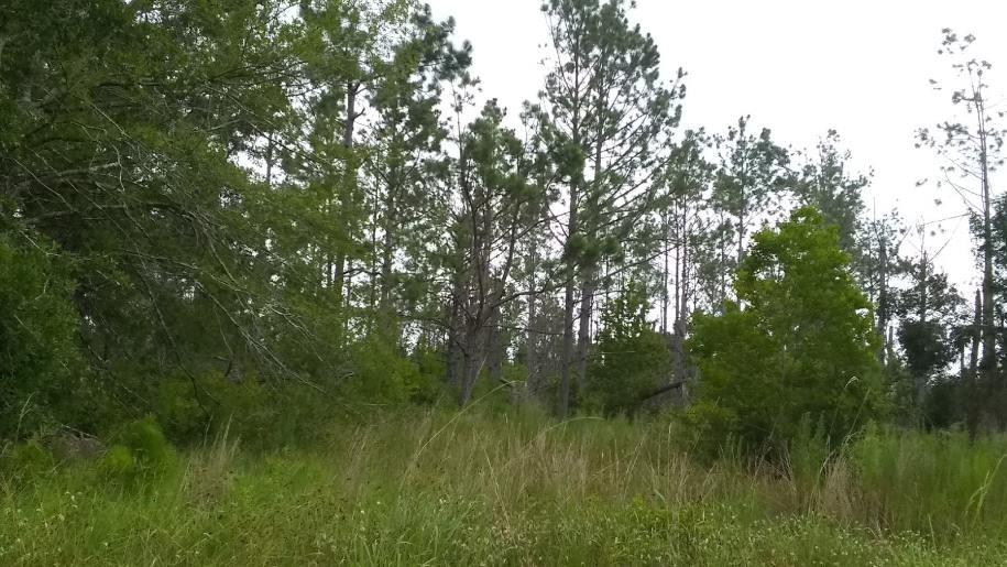 Fawn Trail Ragley, LA 70657 - Photo 2 of 4