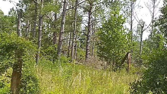 Fawn Trail Ragley, LA 70657 - Photo 3 of 4