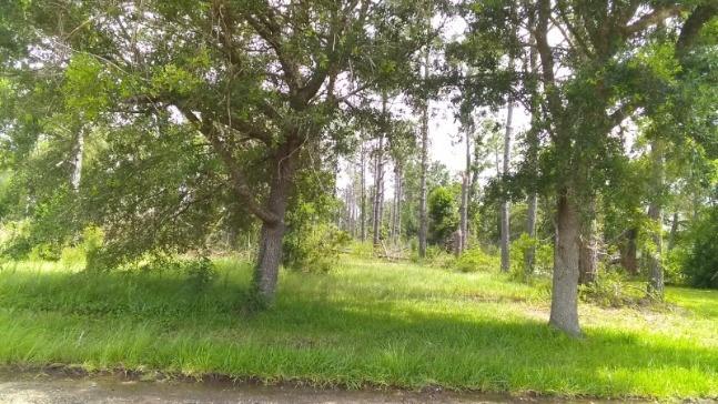 Fawn Trail Ragley, LA 70657 - Photo 4 of 4