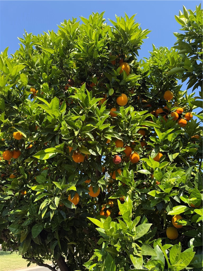 1550 Rory Lane Simi Valley, CA 93063 - Photo 17 of 18 a view of a plant