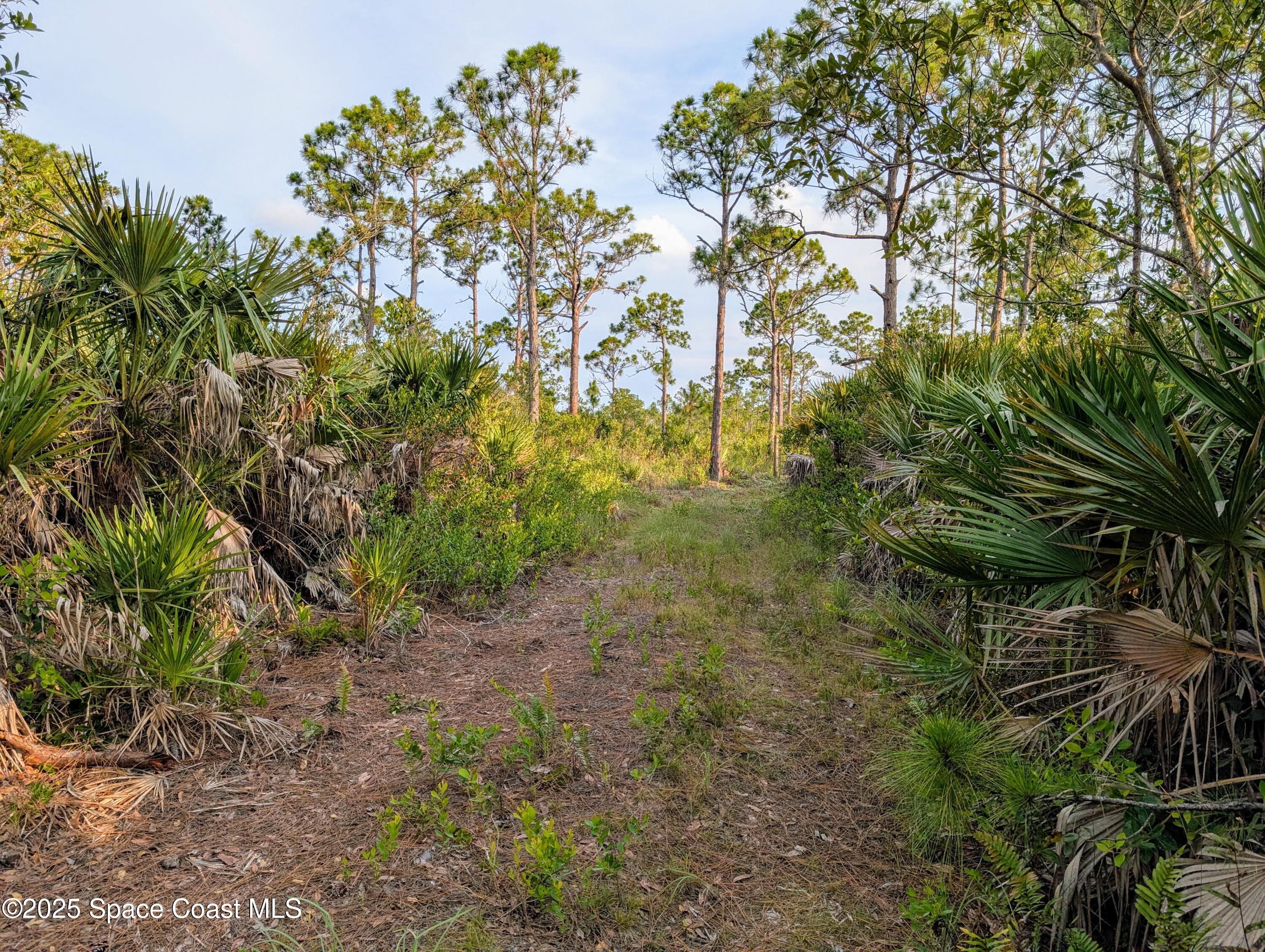 0 Unknown Road Grant, FL 32949 - Photo 20 of 36 a backyard of a house with lots of green space