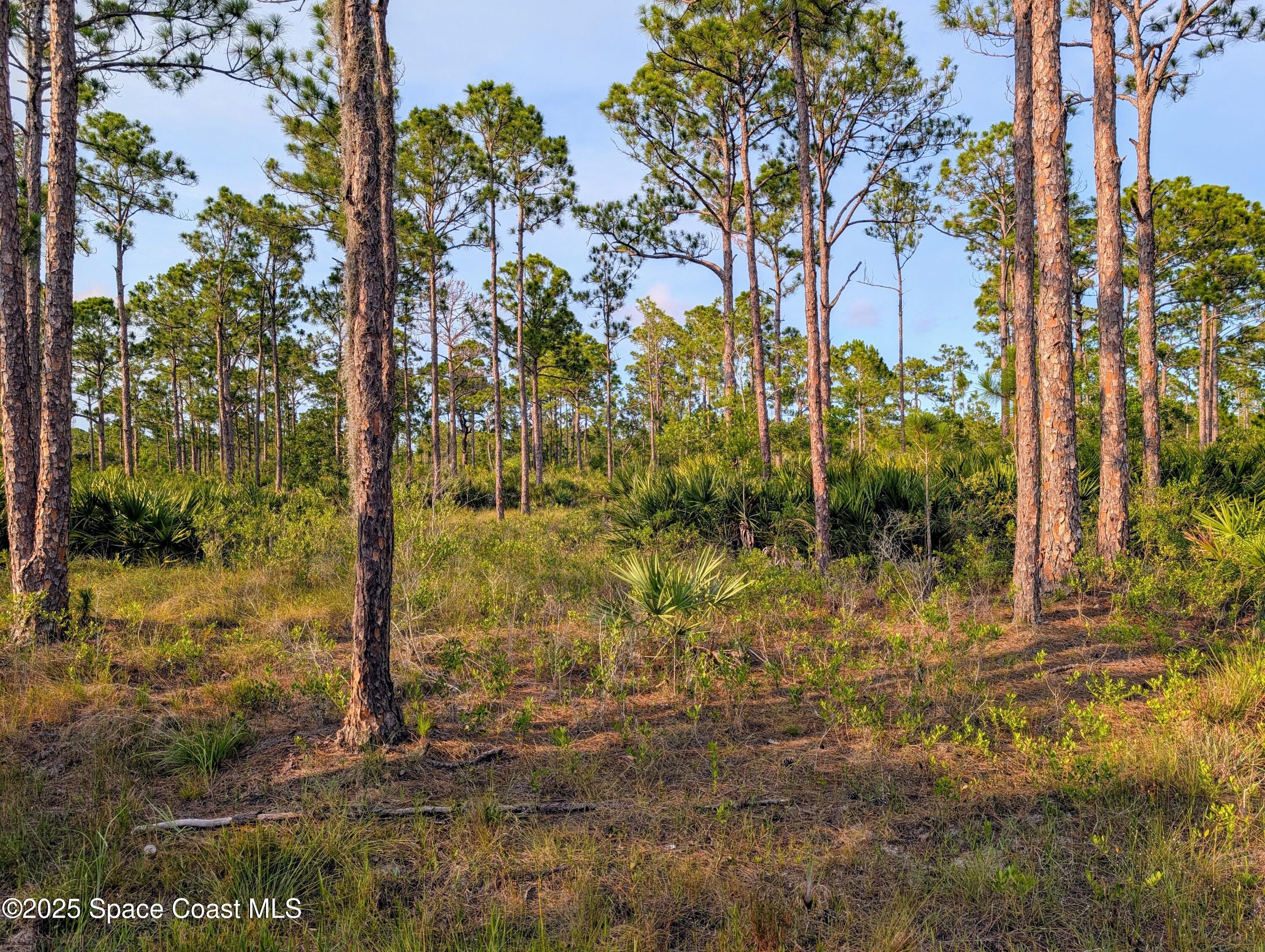 0 Unknown Road Grant, FL 32949 - Photo 30 of 36 a view of a yard with plants and trees