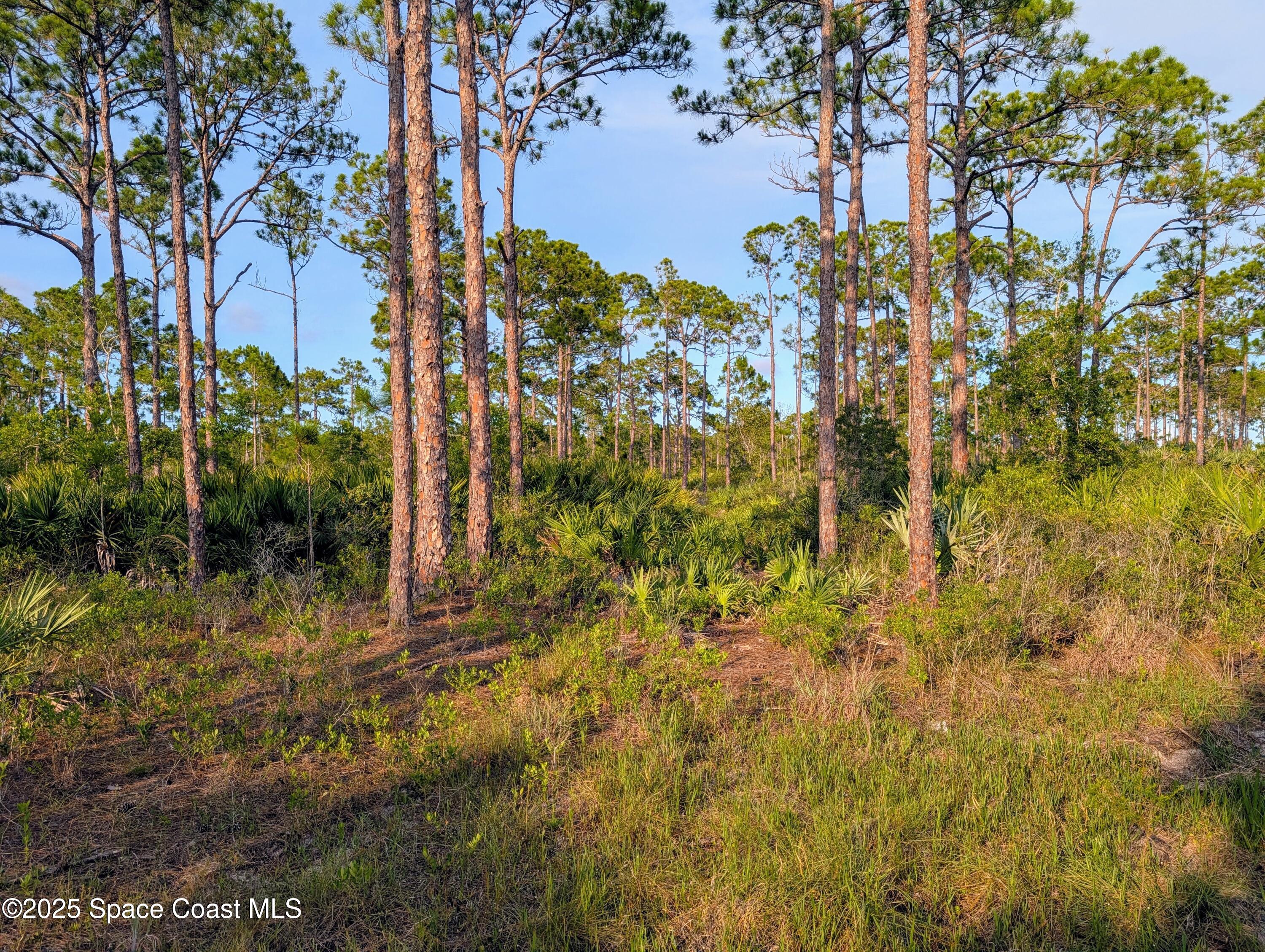 0 Unknown Road Grant, FL 32949 - Photo 35 of 36 a view of a yard with plants and trees