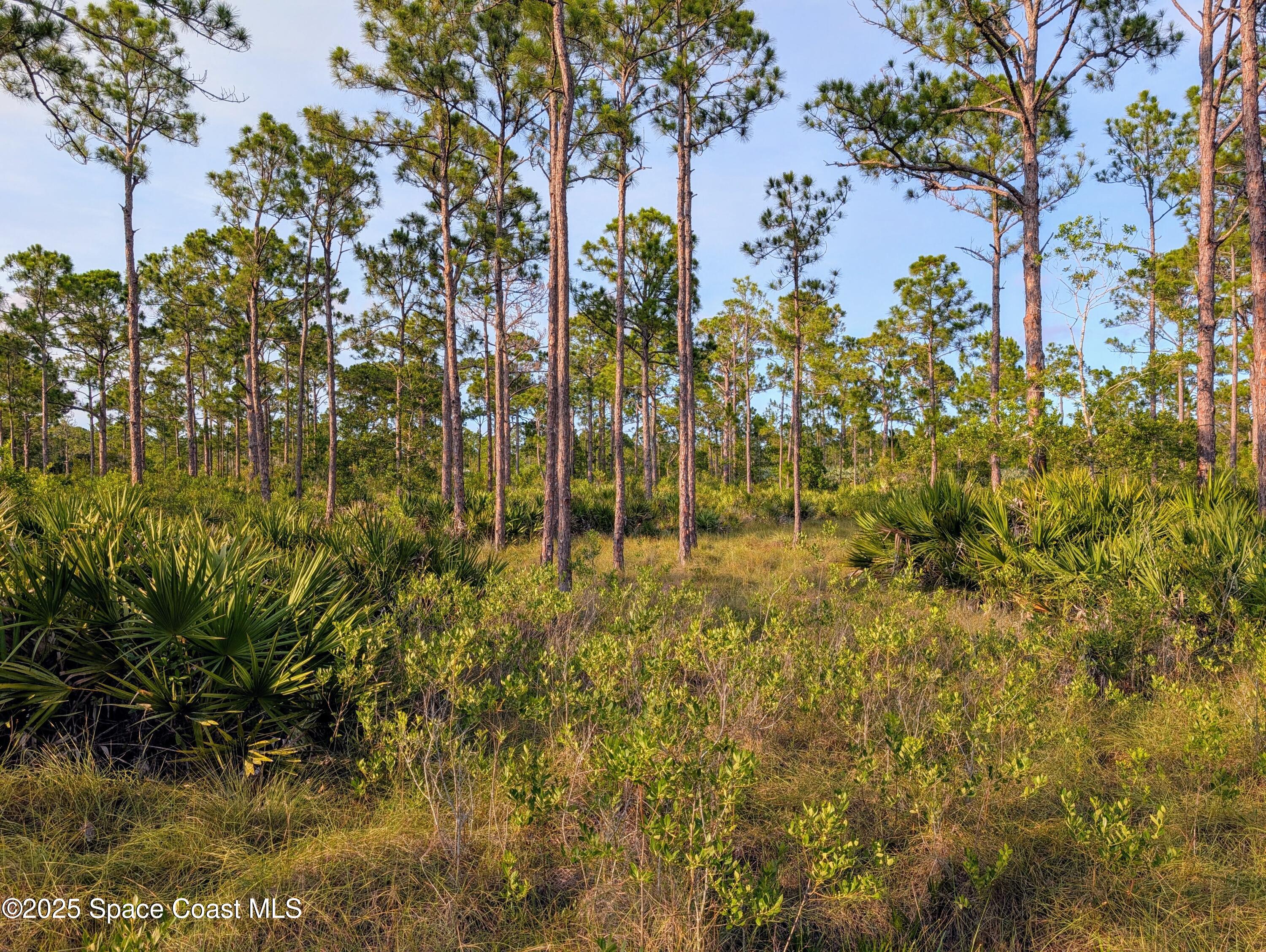 0 Unknown Road Grant, FL 32949 - Photo 36 of 36 a view of outdoor space and a yard