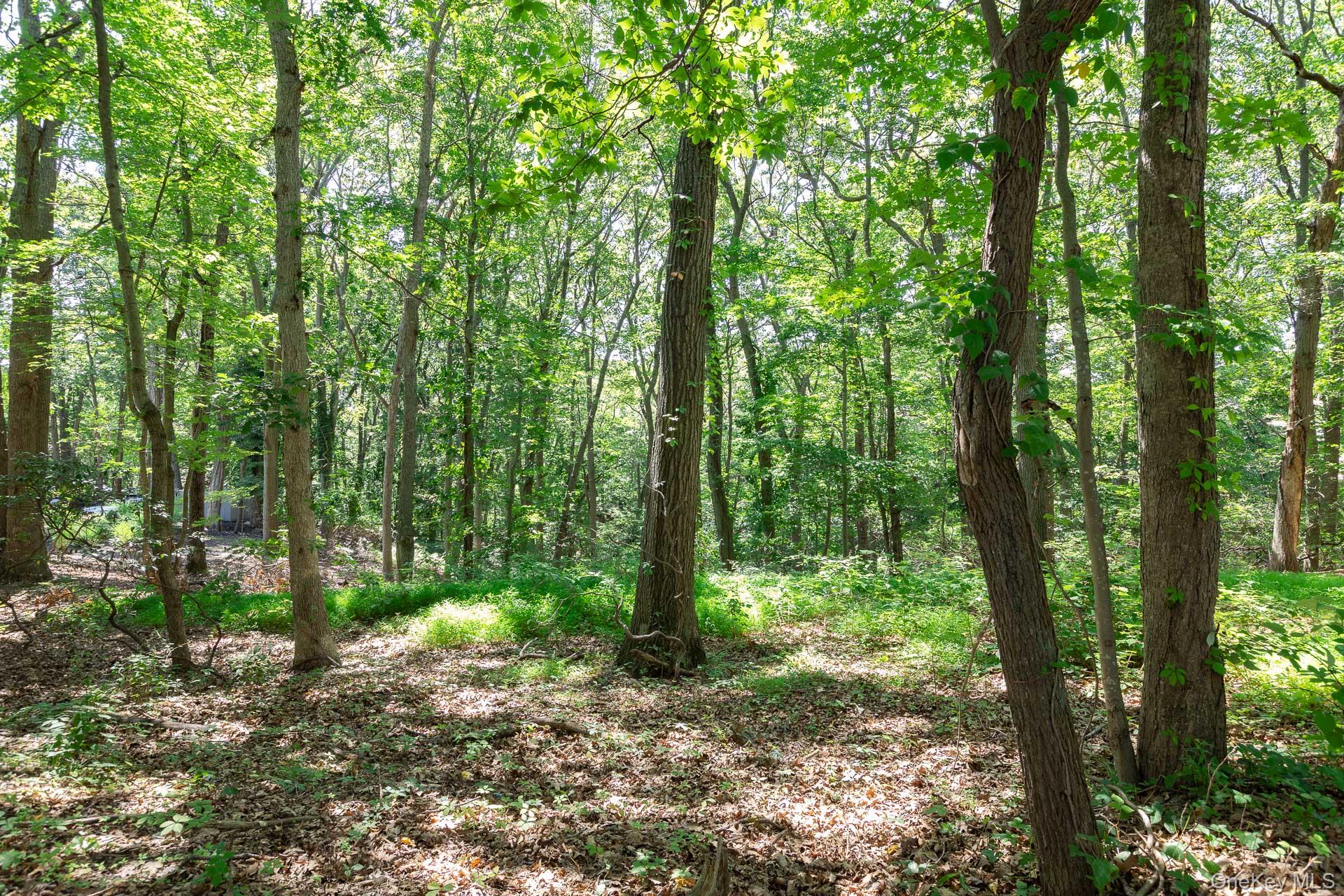 Belle Terre Road Port Jefferson, NY 11777 - Photo 1 of 1 >5 Acre