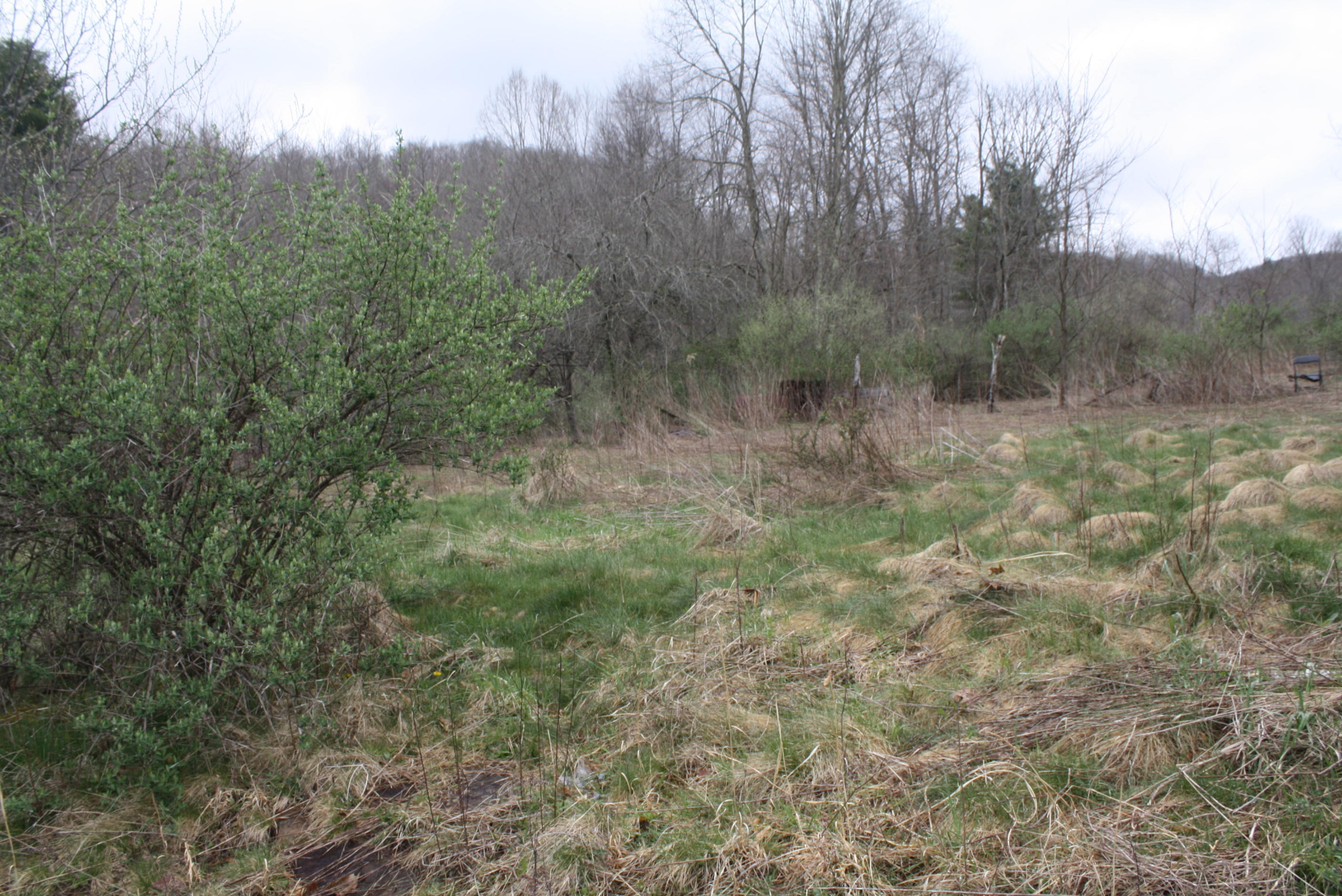 Will Dodd Road Jumping Branch, WV 25969 - Photo 1 of 9 Gallery Image 1