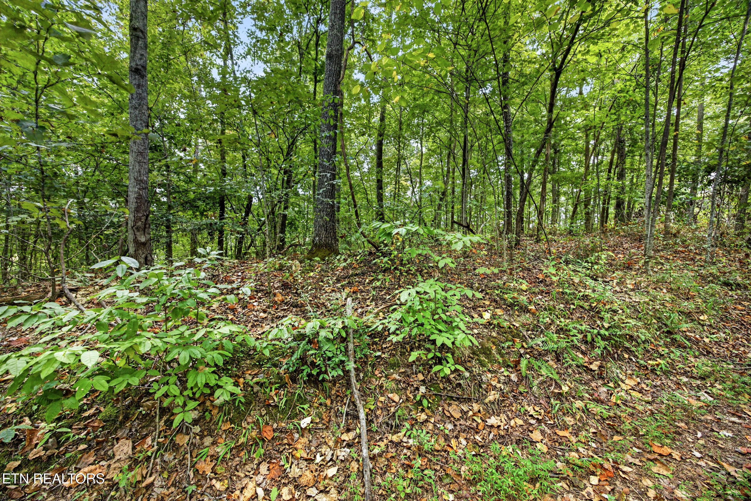 Lot 29 Timber Ridge Lane Celina, TN 38551 - Photo 5 of 11 4-8N5A6751