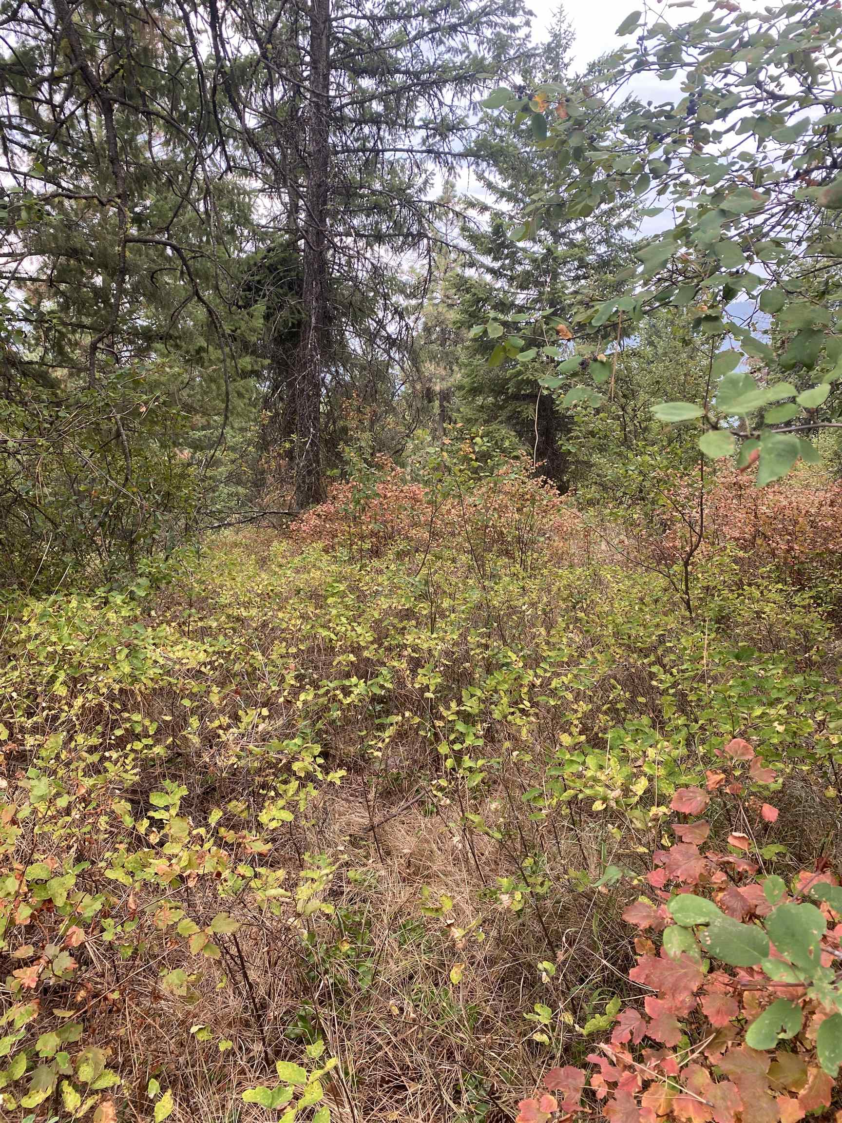 34 Peace Rdg Road Kettle Falls, WA 99141 - Photo 15 of 24