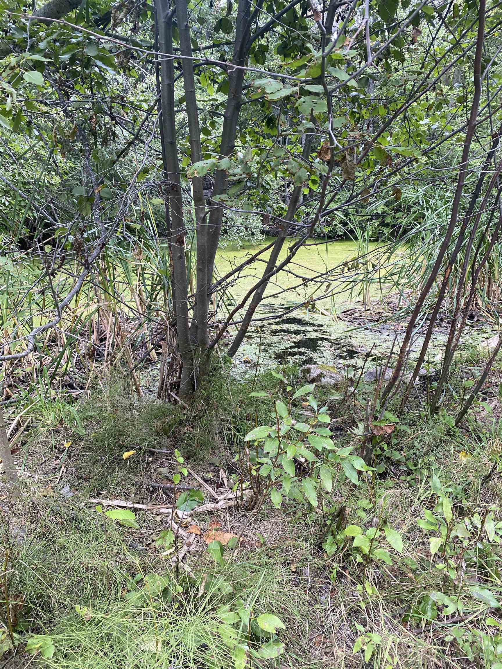 34 Peace Rdg Road Kettle Falls, WA 99141 - Photo 7 of 24