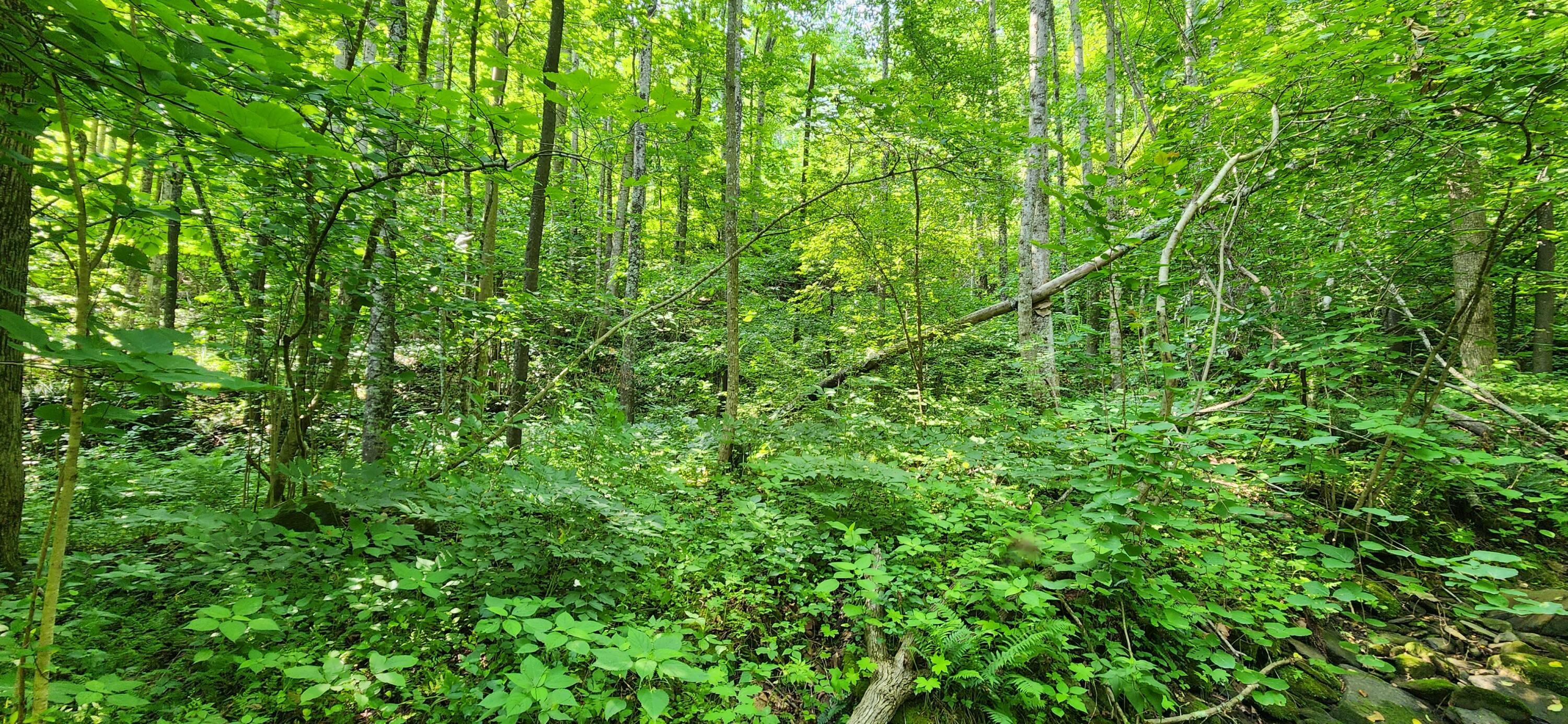 0 Runnett Bag Road Ferrum, VA 24088 - Photo 7 of 10 a view of a lush green forest