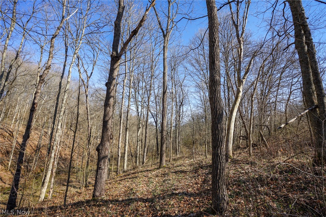 York Road Adena, OH 43901 - Photo 24 of 50 View of nature