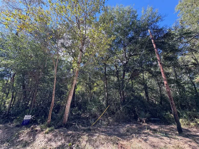 a view of a forest with trees