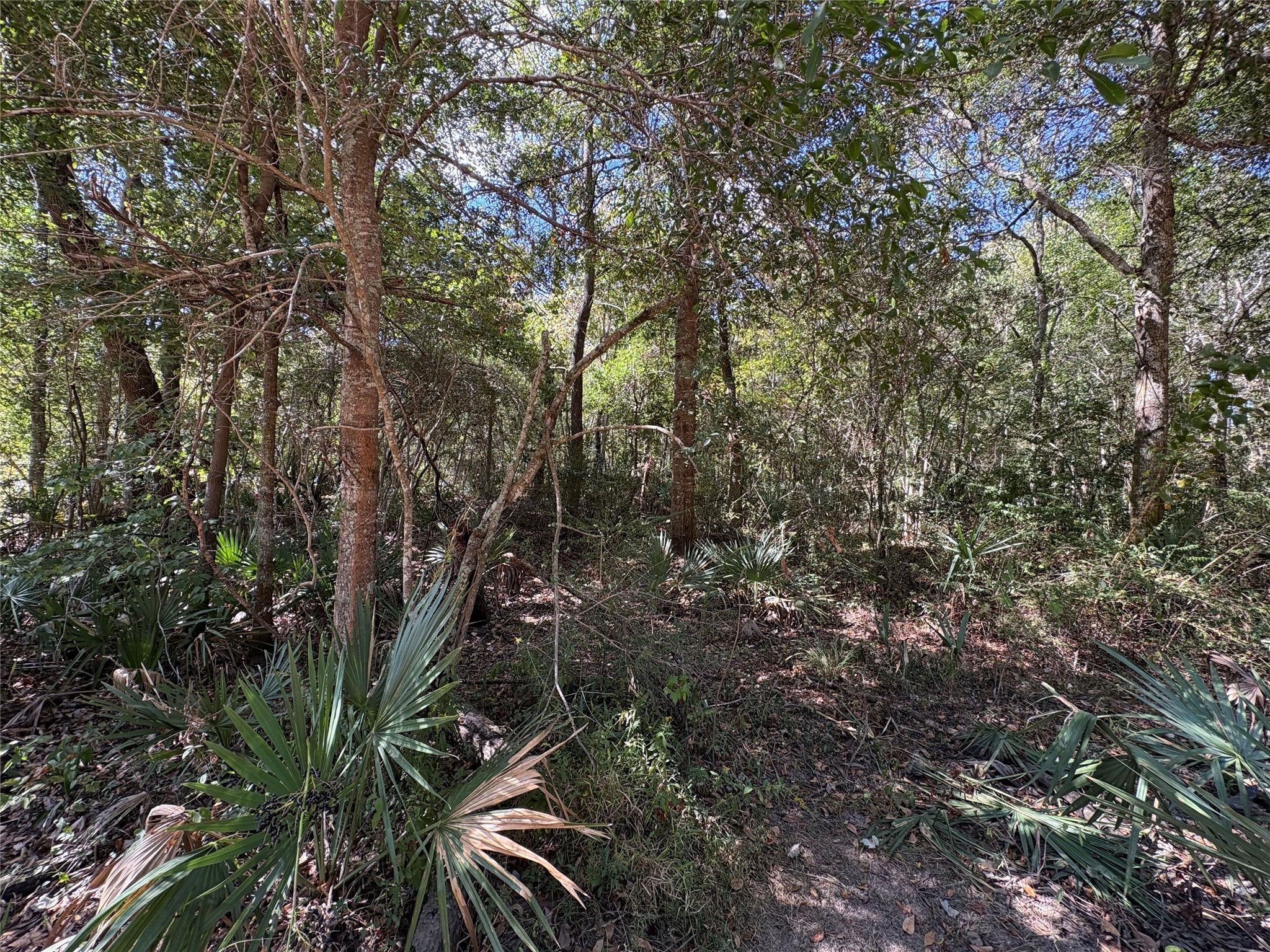 Lot 242 Mehringer Road Shepherd, TX 77371 - Photo 2 of 6 a view of a house with a tree