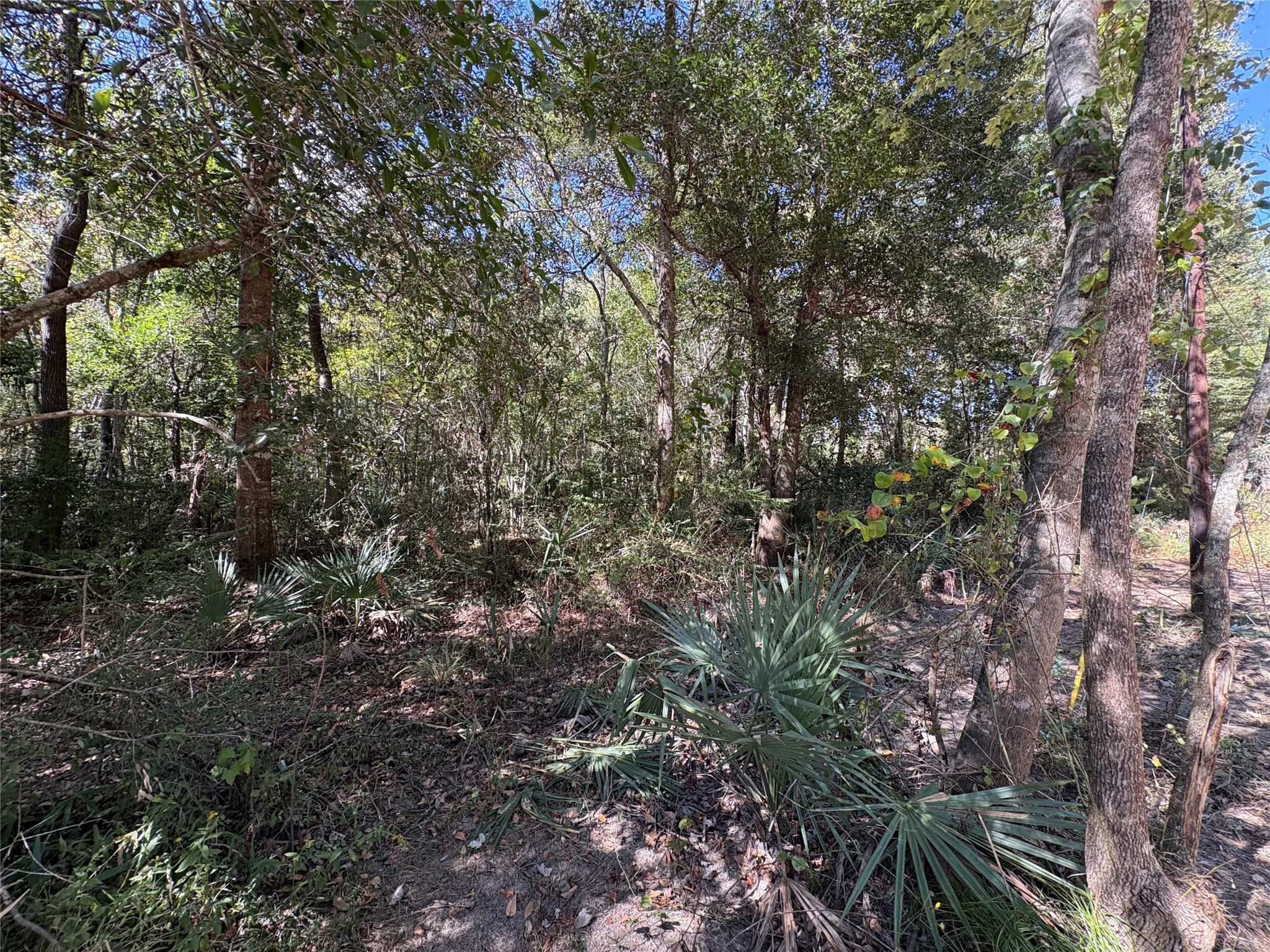 Lot 242 Mehringer Road Shepherd, TX 77371 - Photo 5 of 6 a view of a tree in a yard
