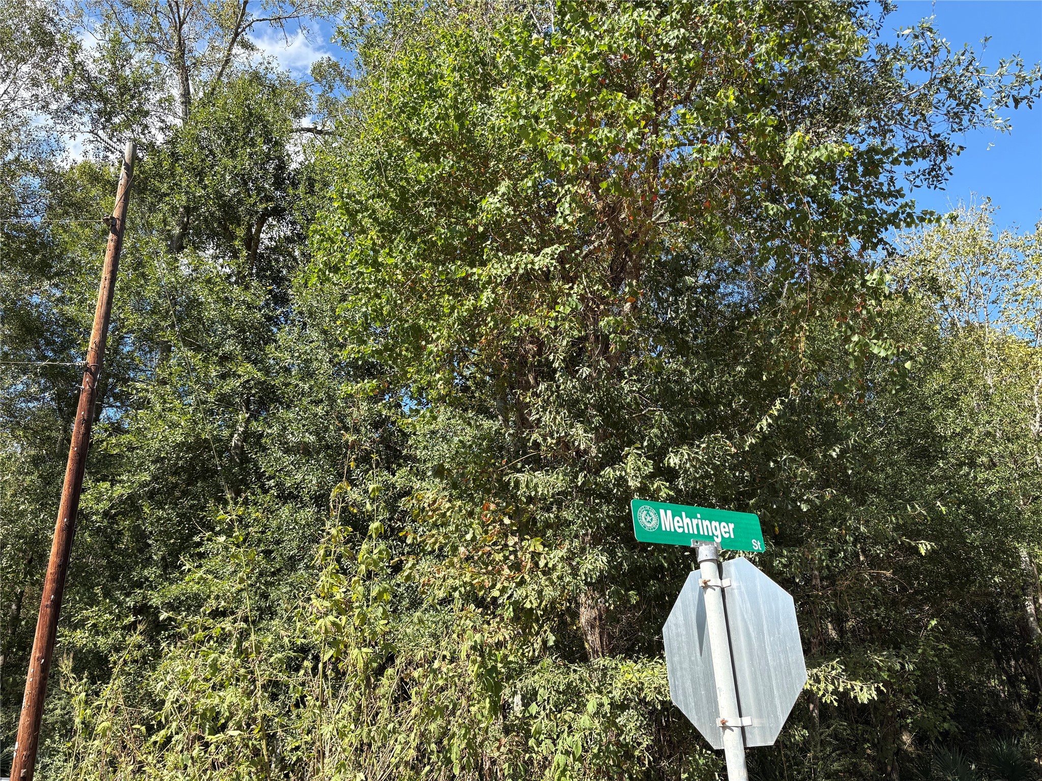 Lot 242 Mehringer Road Shepherd, TX 77371 - Photo 6 of 6 a picture of a tree in a forest