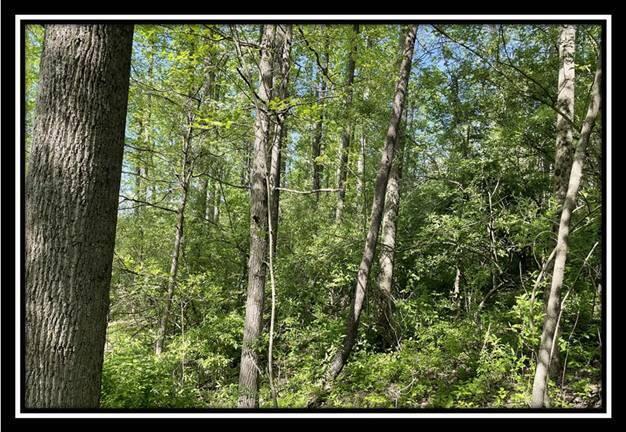 0 Shaver Road, Unit TRACT 1 Blue Rock, OH 43720 - Photo 24 of 31 image024