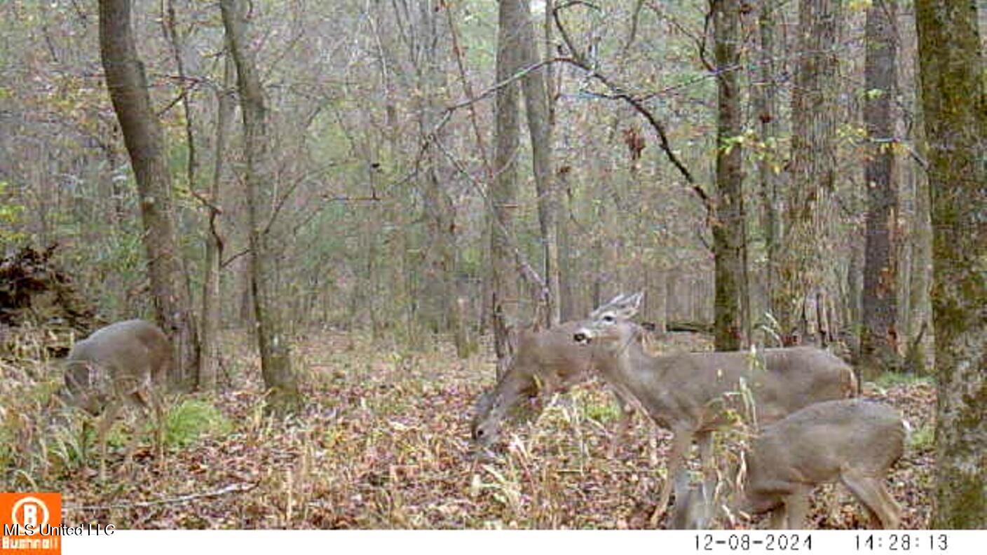 4885 Ennis Road Starkville, MS 39759 - Photo 14 of 52 ATT00001 (21)