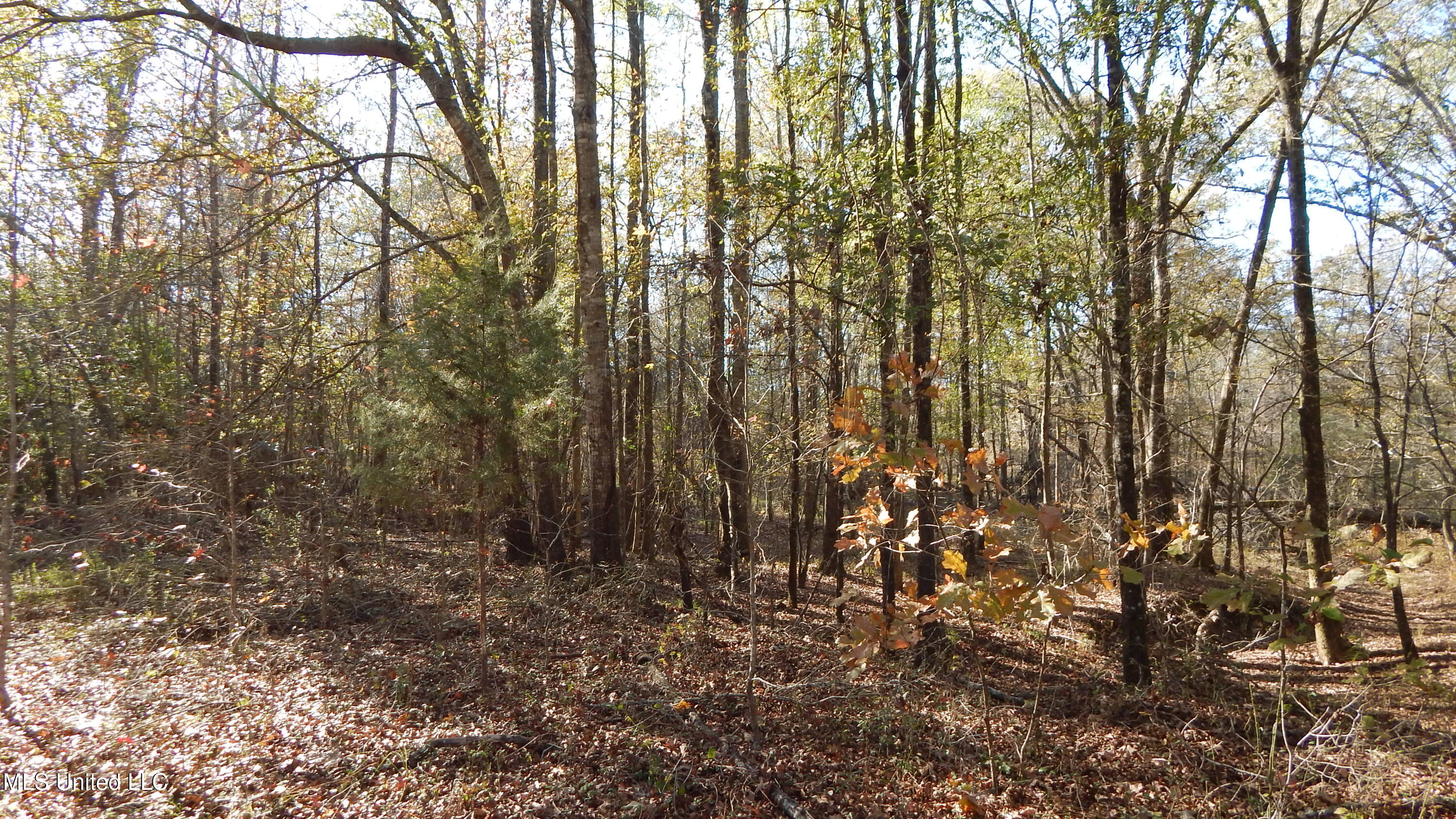 4885 Ennis Road Starkville, MS 39759 - Photo 20 of 52 DSCN6322