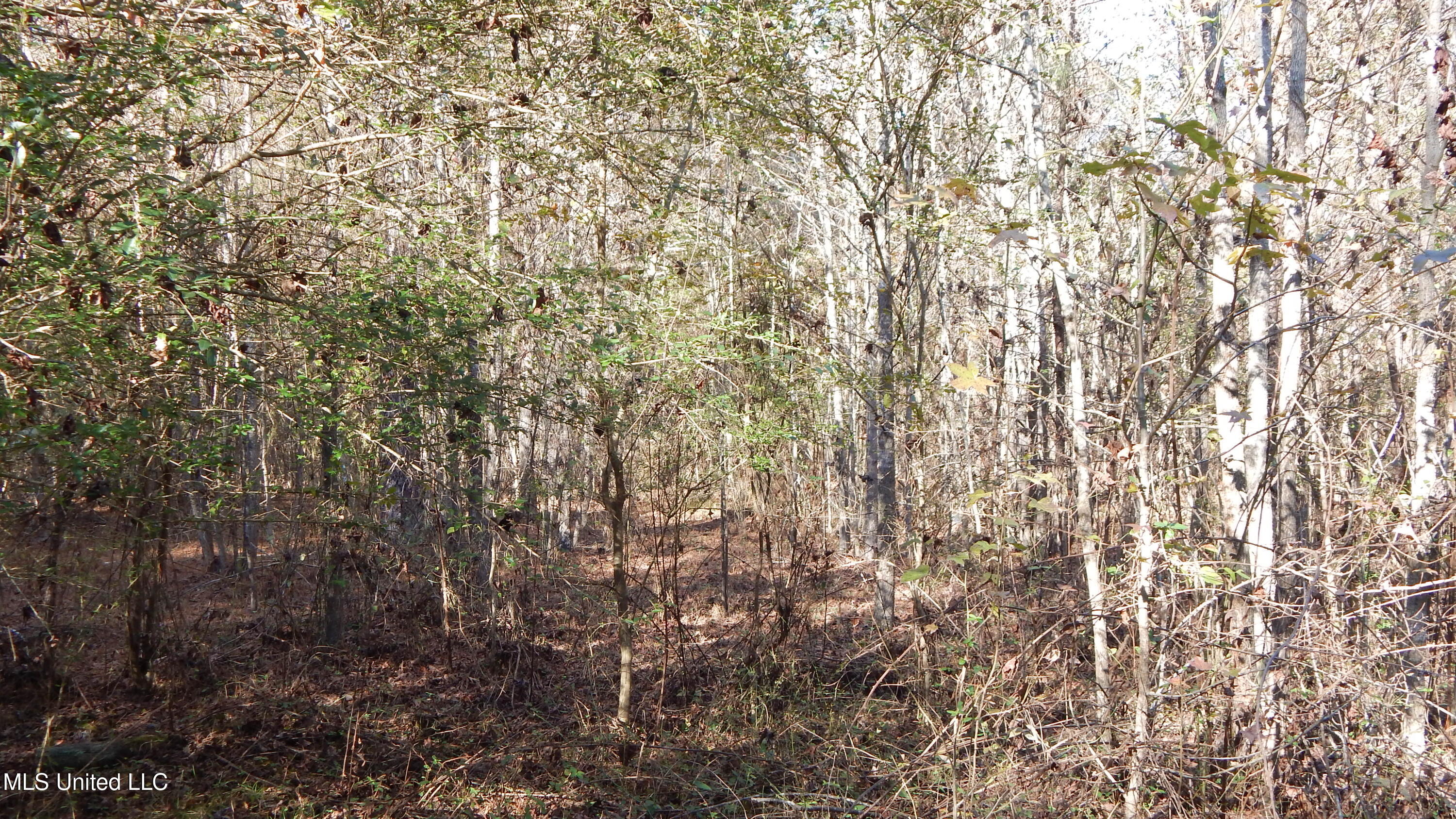 4885 Ennis Road Starkville, MS 39759 - Photo 37 of 52 DSCN6337