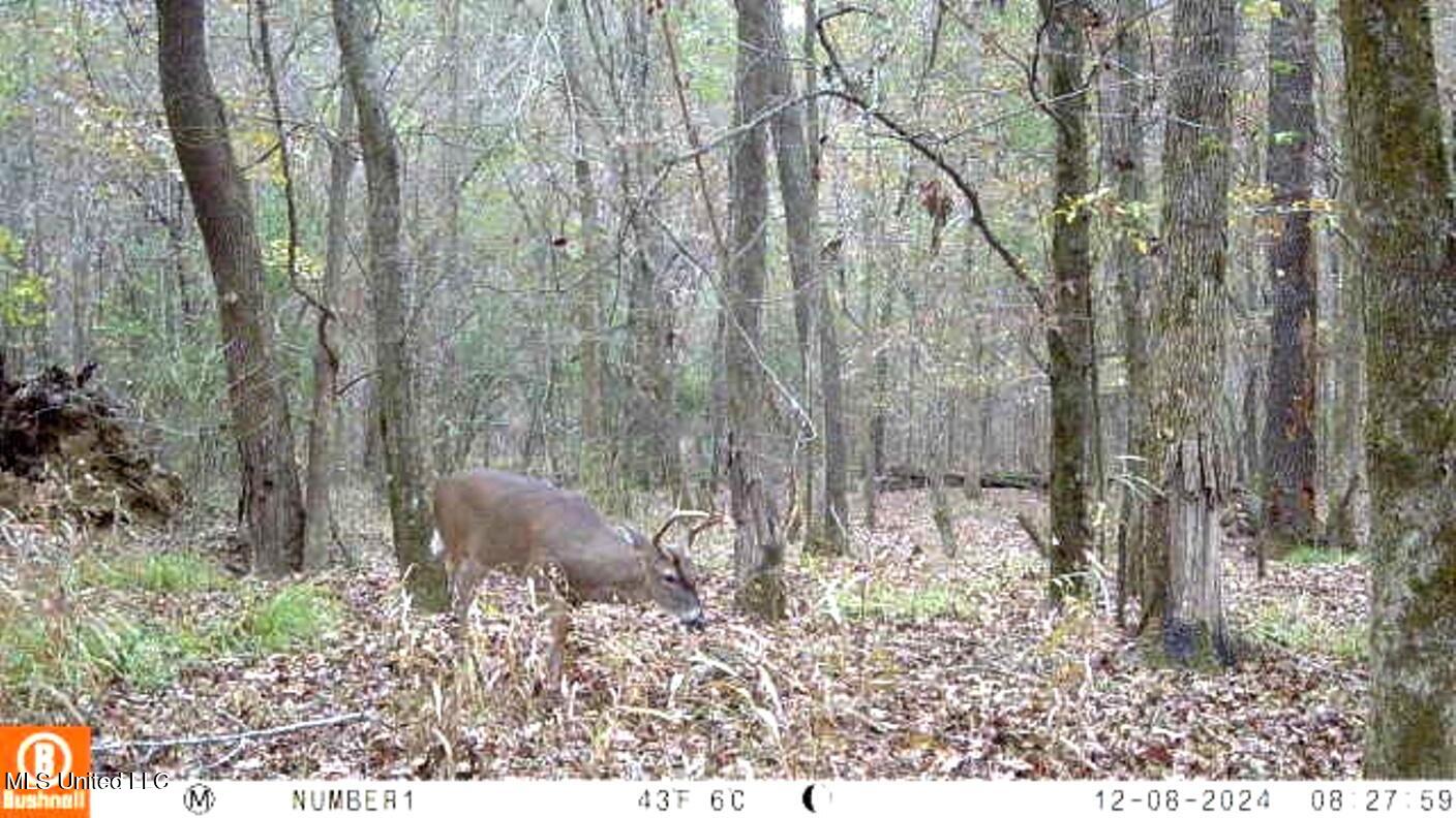 4885 Ennis Road Starkville, MS 39759 - Photo 52 of 52 ATT00001 (23)
