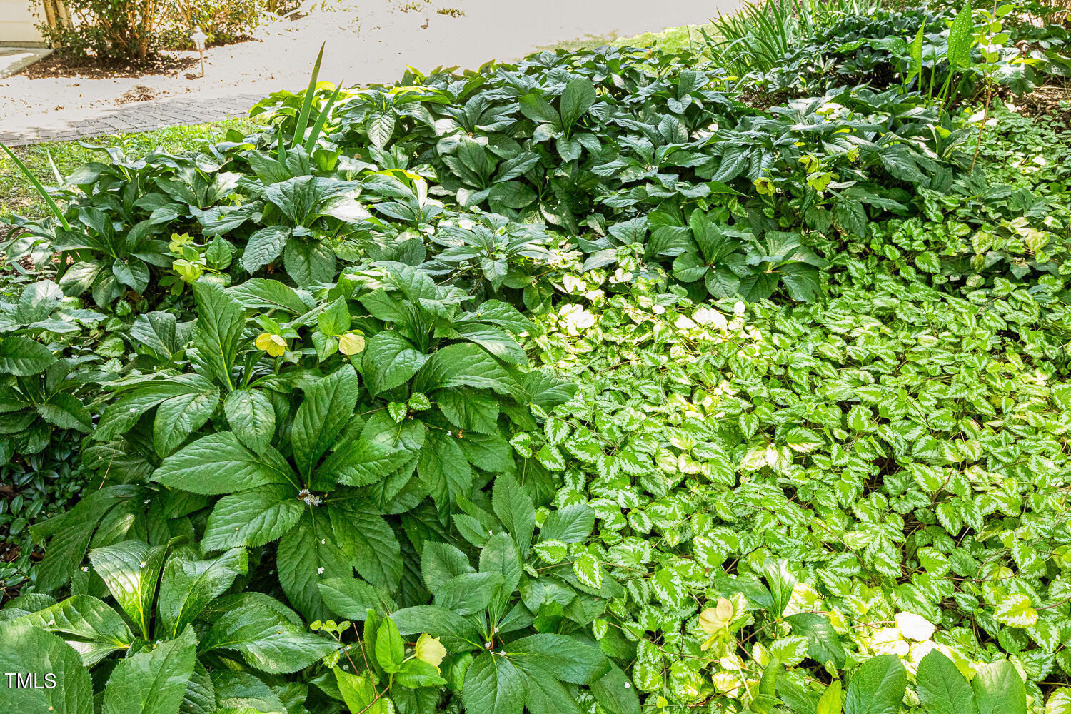 101 Cardiff Place Chapel Hill, NC 27516 - Photo 6 of 82 a view of a plant