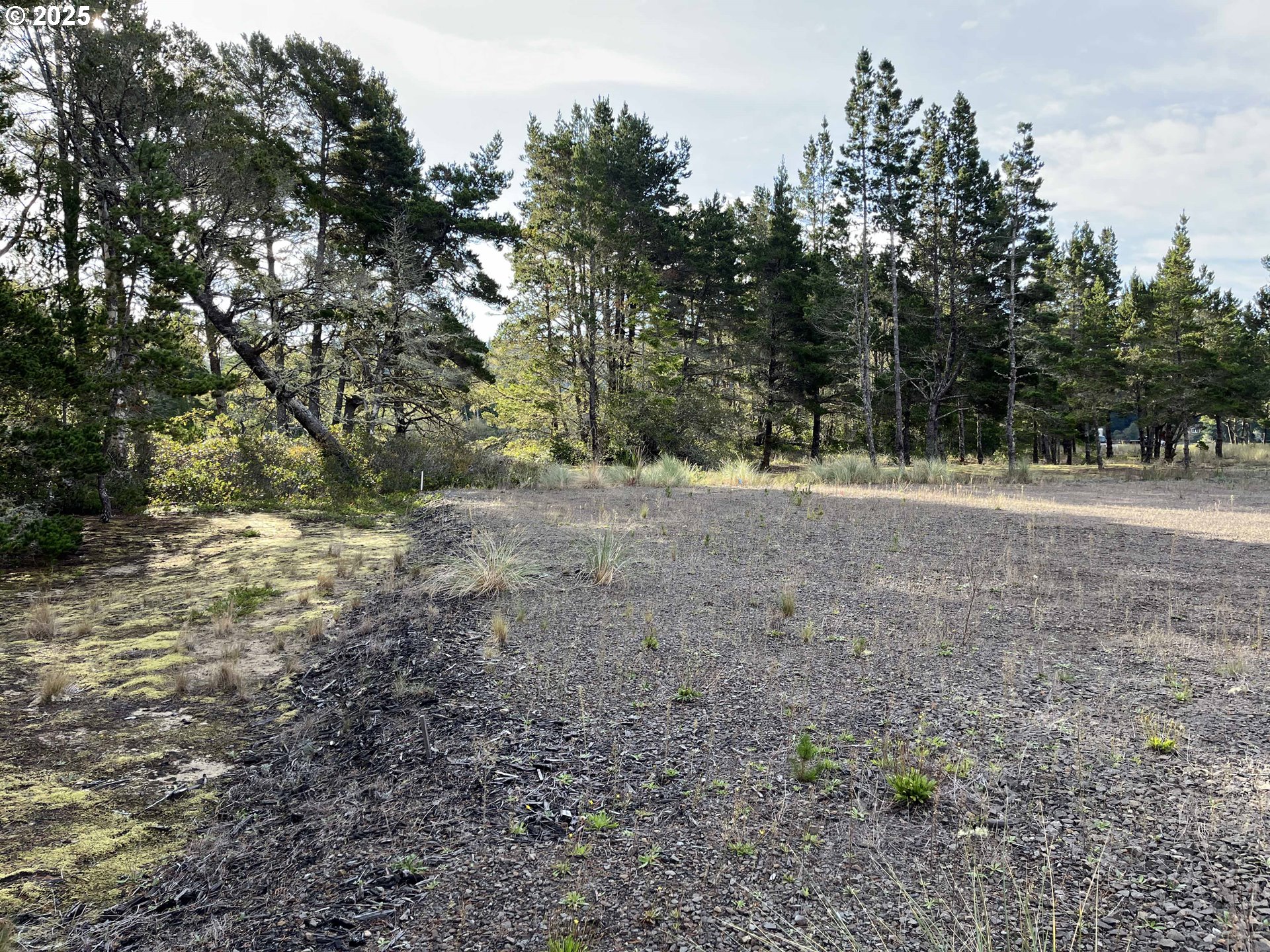 Nordahl Road Florence, OR 97439 - Photo 14 of 20 a view of dirt yard with trees