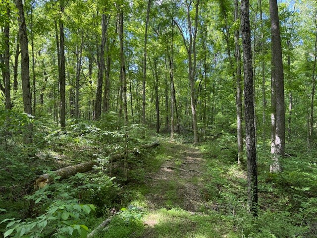 455 Moss Spring Hollow Road Centerville, TN 37033 - Photo 10 of 13 a view of outdoor space and green space