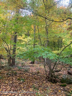 Fire Tower Road Mehoopany, PA 18629 - Photo 11 of 13 a view of a yard with plants and large trees