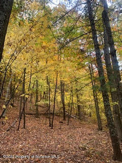 Fire Tower Road Mehoopany, PA 18629 - Photo 6 of 13 a view of a yard with large trees